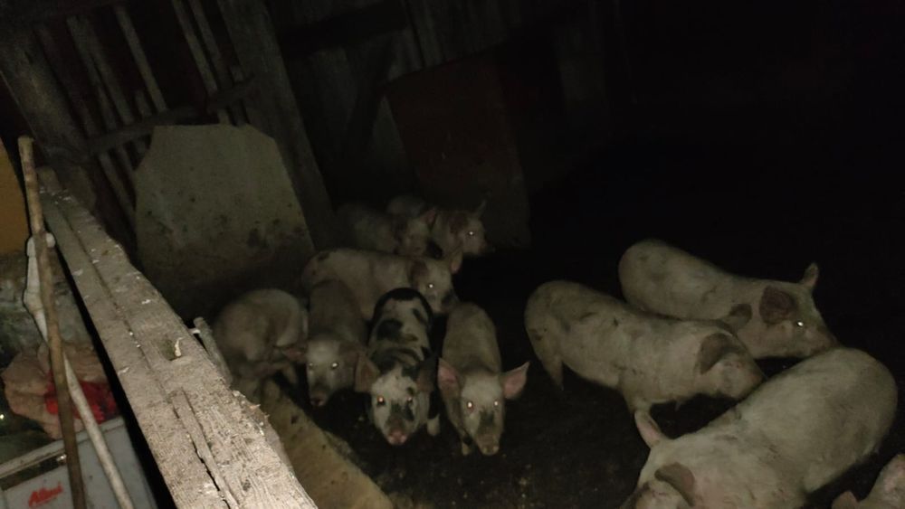 Продам поросят 4х месячные