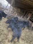 Taur angus ,cu origine pt reproductie !
