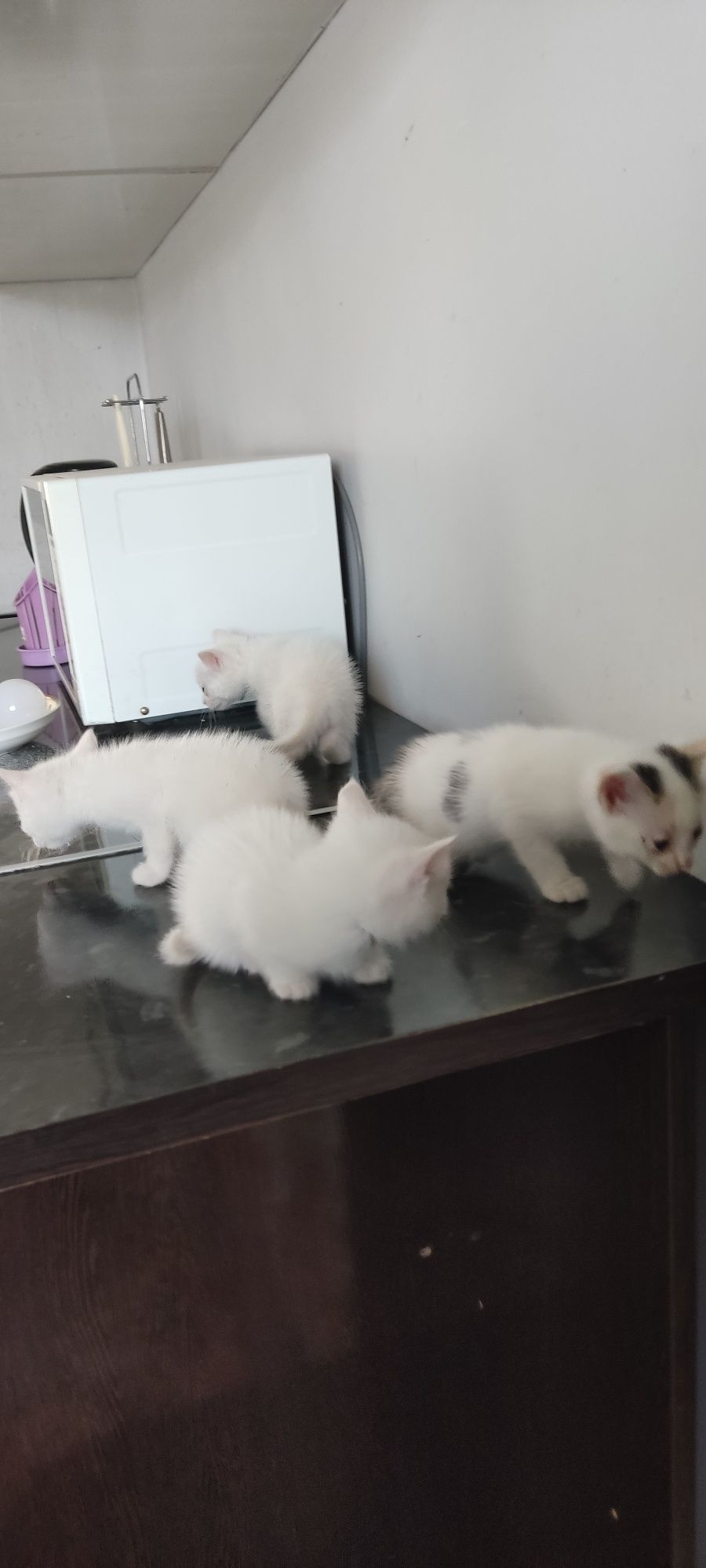 Отдам котят белых и пушистых