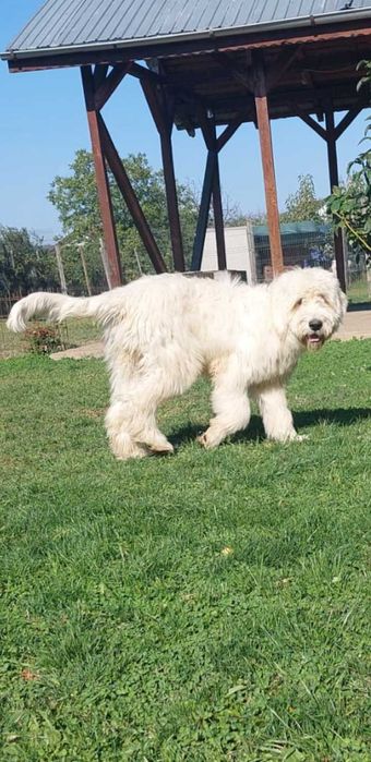 Ciobănesc mioritic 7 luni