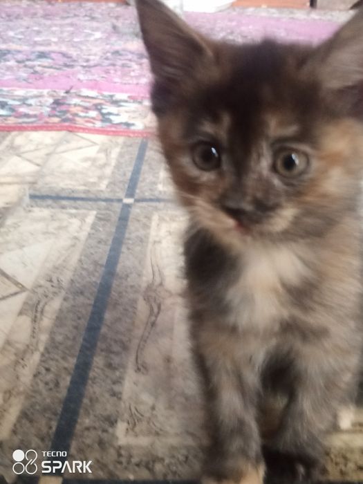 Черепаховая кошка