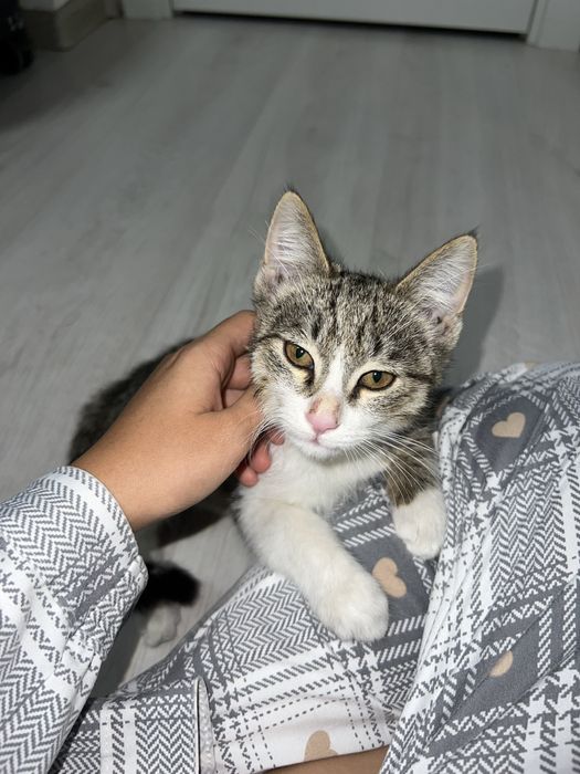 Отдам котёнка в хорошие руки!