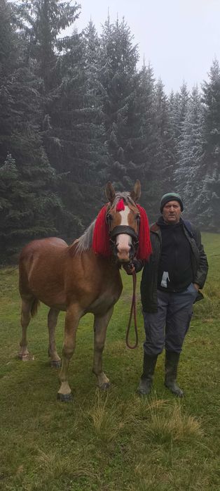 De vânzare manză de 1an 4luni semigrea