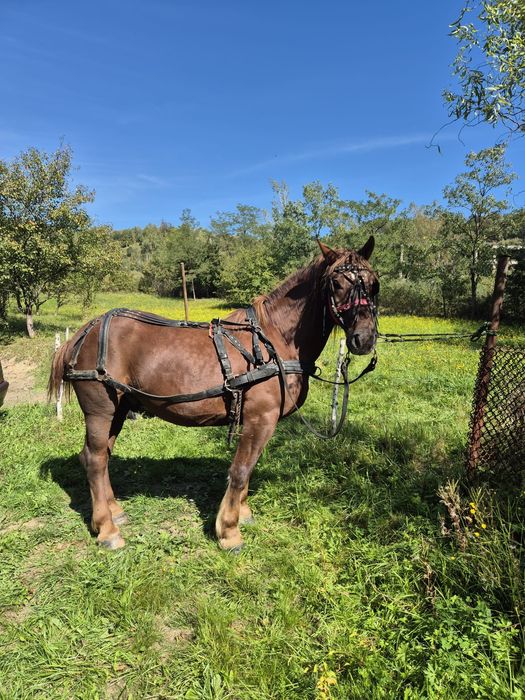 Vand cal castrat in varsta de 5 ani.