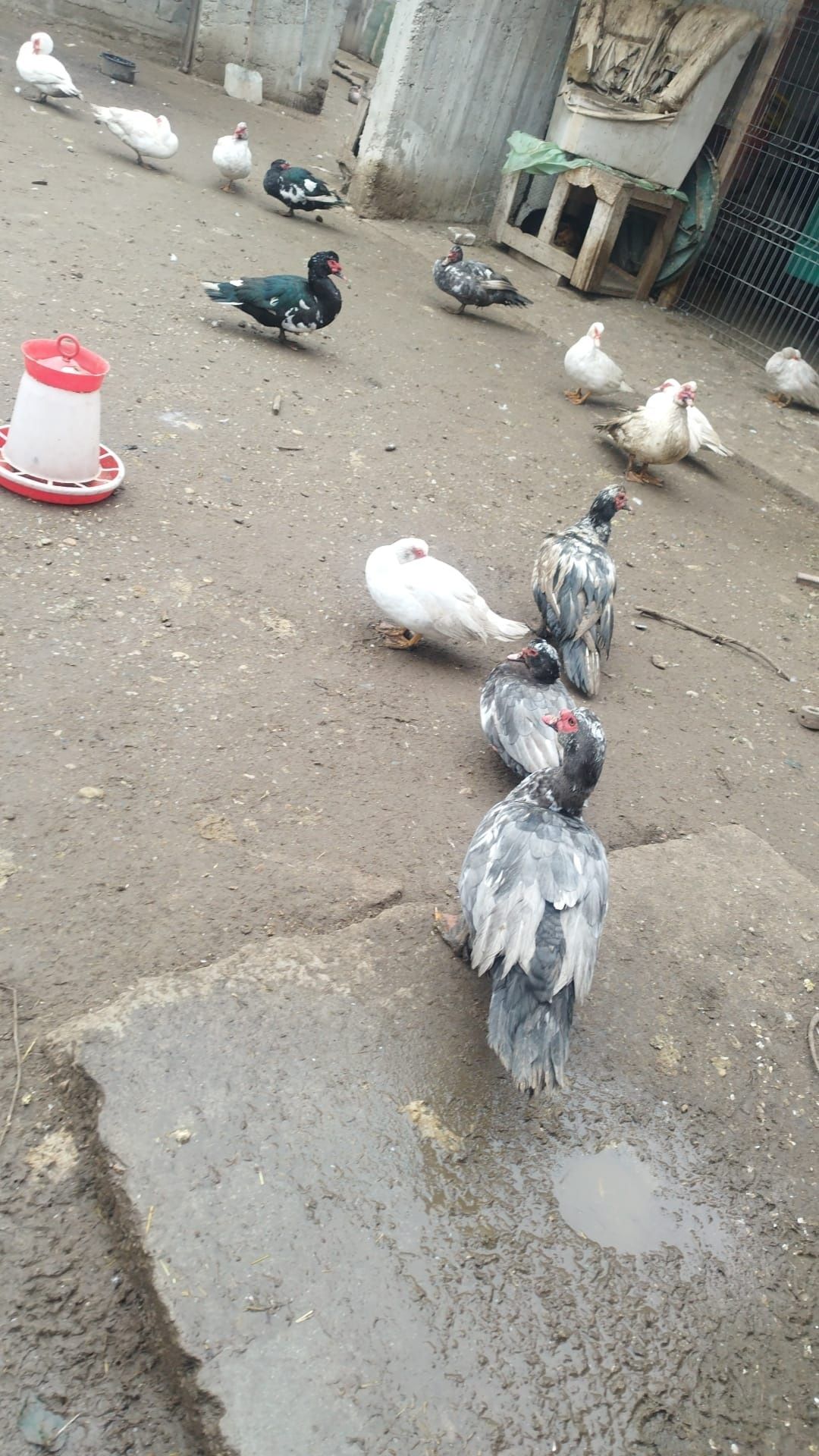 Vând rățoi mai multe detalii la telefon