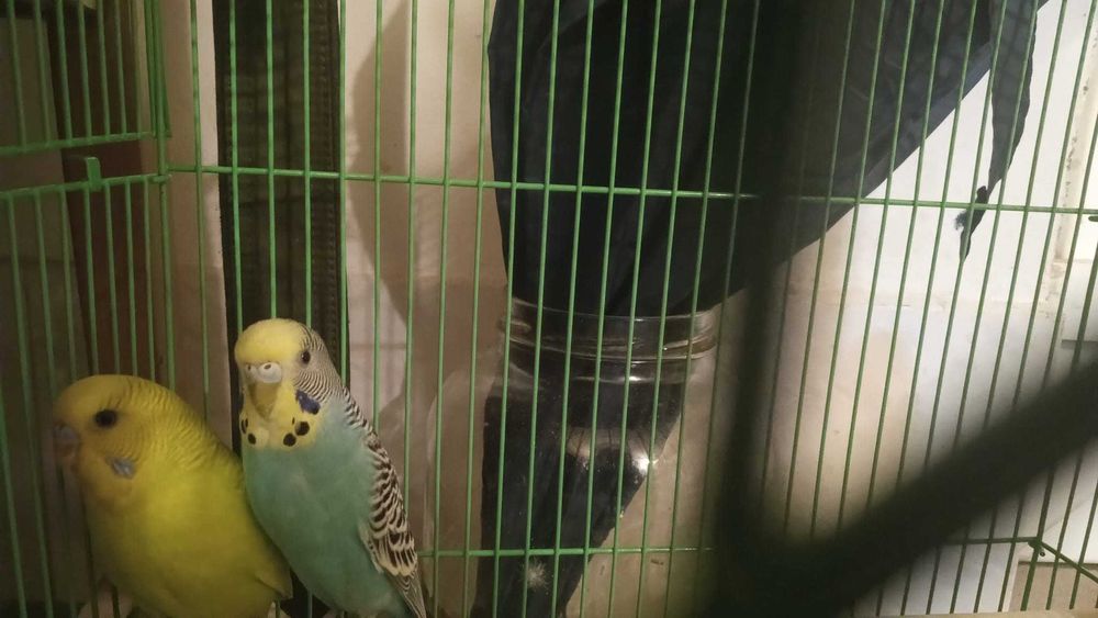 Vand o pereche de Perusi (papagali) cu colivie