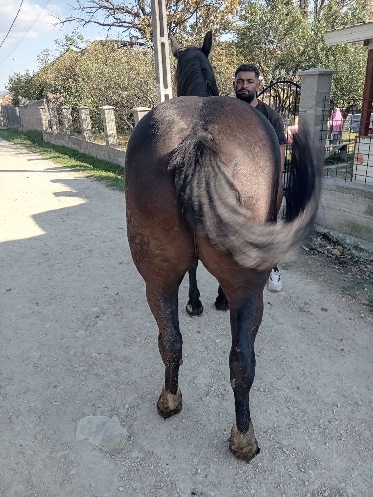 Iapa de 6 ani  de vânzare