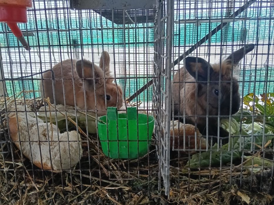 Vând sau schimb iepuri cu găini