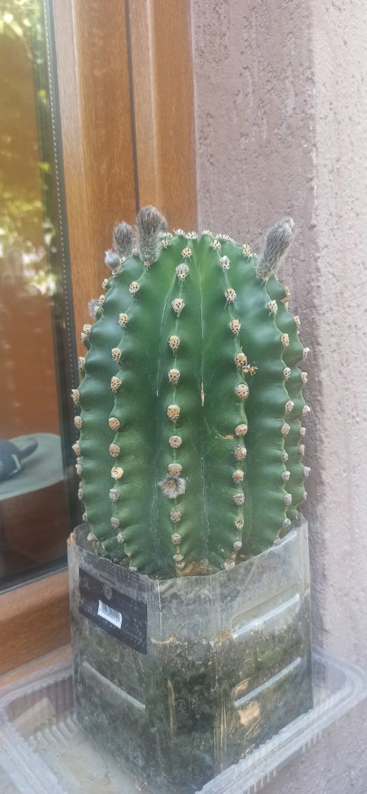 Cactus     30 cm