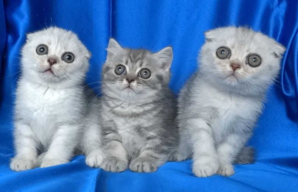 Британски чистокръвни късокосмести котенца