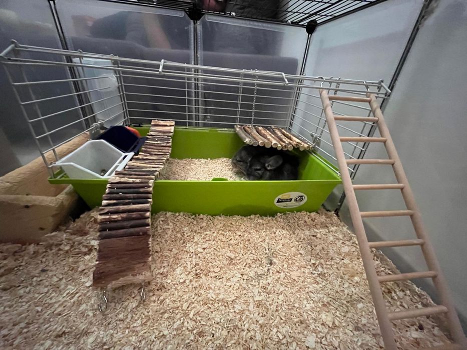 Cuplu de chinchilla/ sinsila/ cincila
