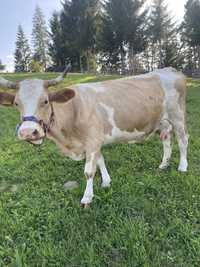 Vaca baltata de vanzare