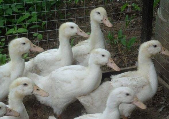 Продам уток гусей мясистые