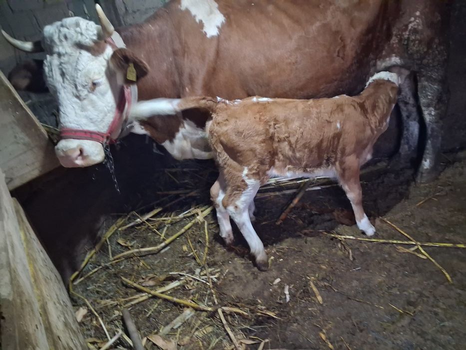 Vând vaca cu vițea bălțata