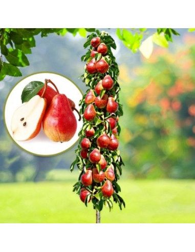 Pomi fructiferi columnari