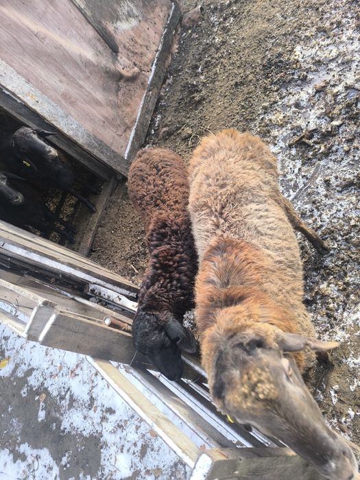 Овцы Бараны продам