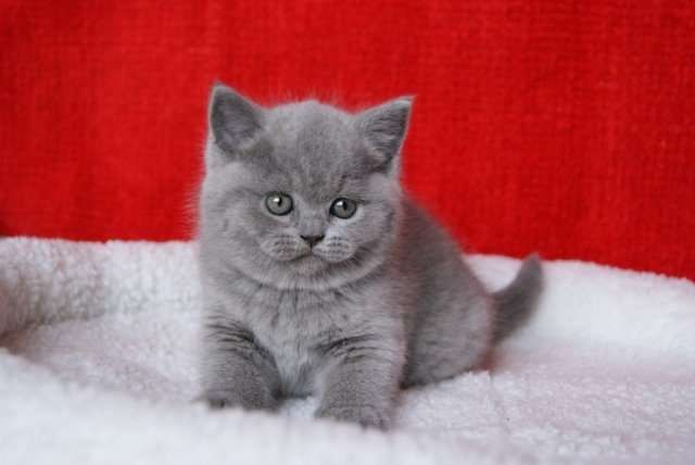Ferita british shorthair
