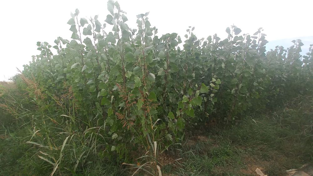 Саженцы декоративных деревьев