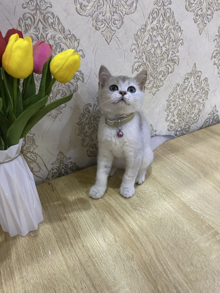 Красавчик британский серебристый шиншила