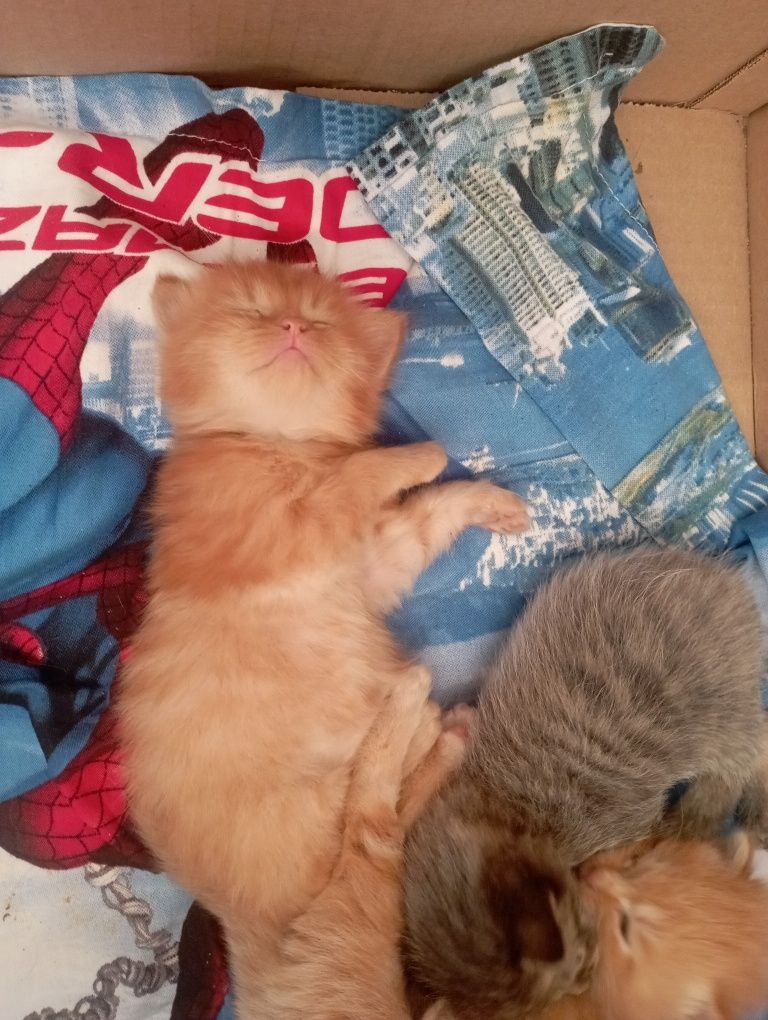 Отдам котят бесплатно