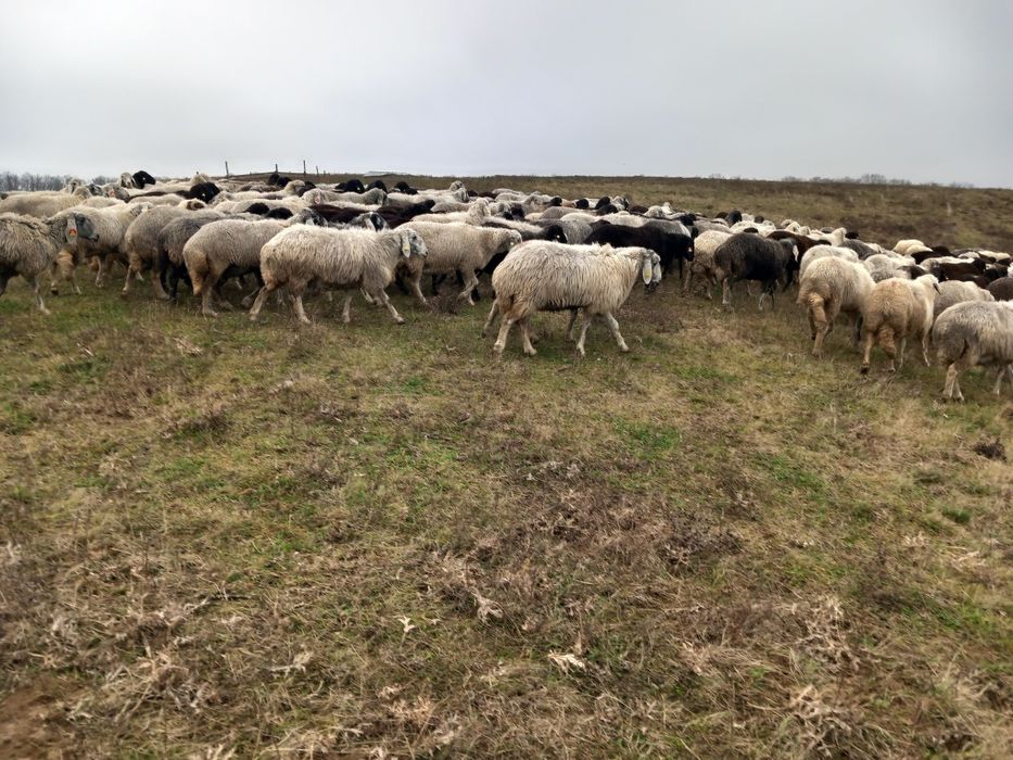 Vând oi karakul de Botosani