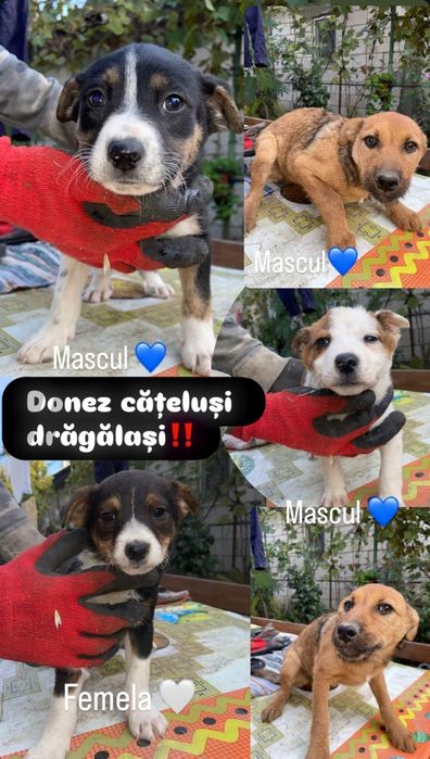 DONEZ Cățeluși...