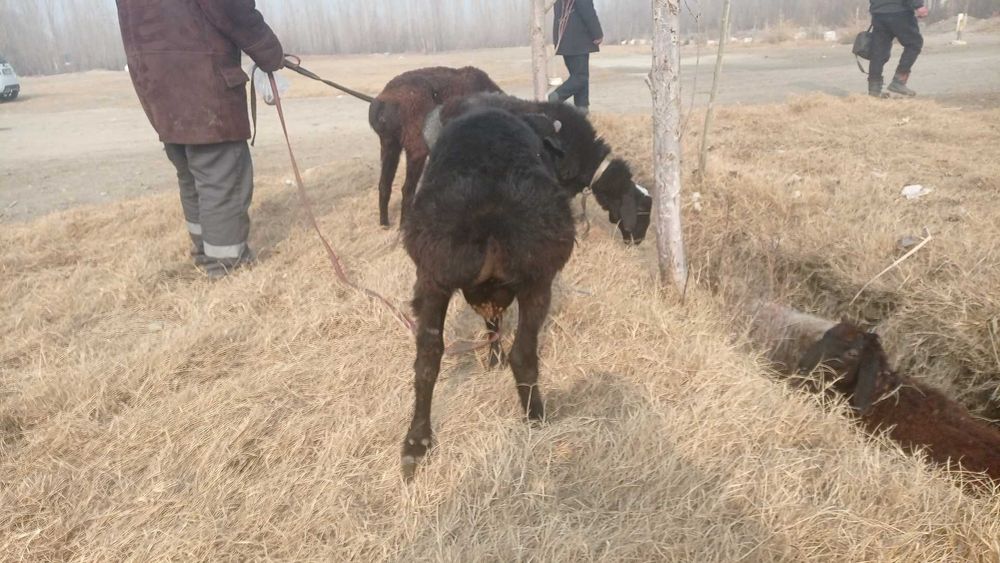 Кучкорлар сотилади зомин, киргиз, эдилбай, арашан