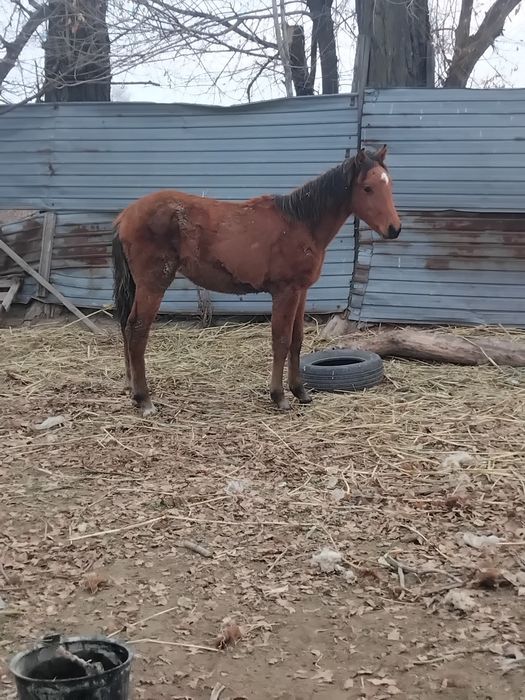 Жабагы тай тай сатылады