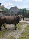 Vaca de vanzare in Bogdan voda