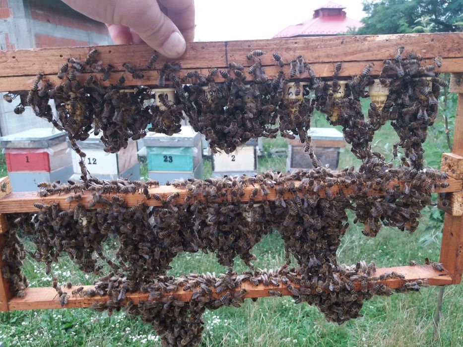 Stupina de Multiplicare Matci Carpatine-2025-( se poate elibera și fac