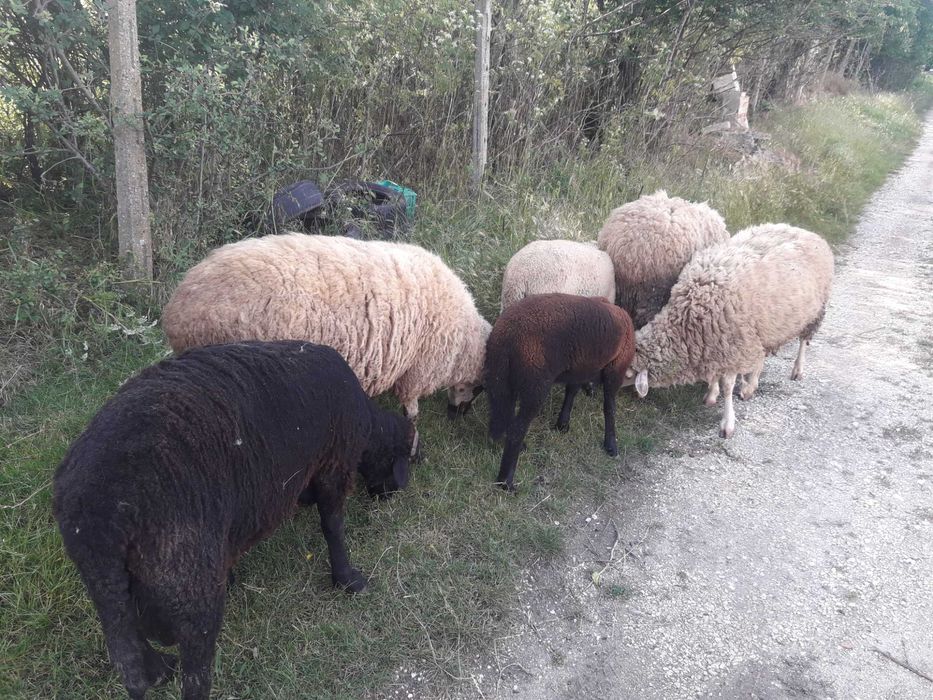 Овце за продаване