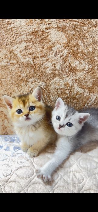 Продаются котята , золотая и серебристая шиншилла
