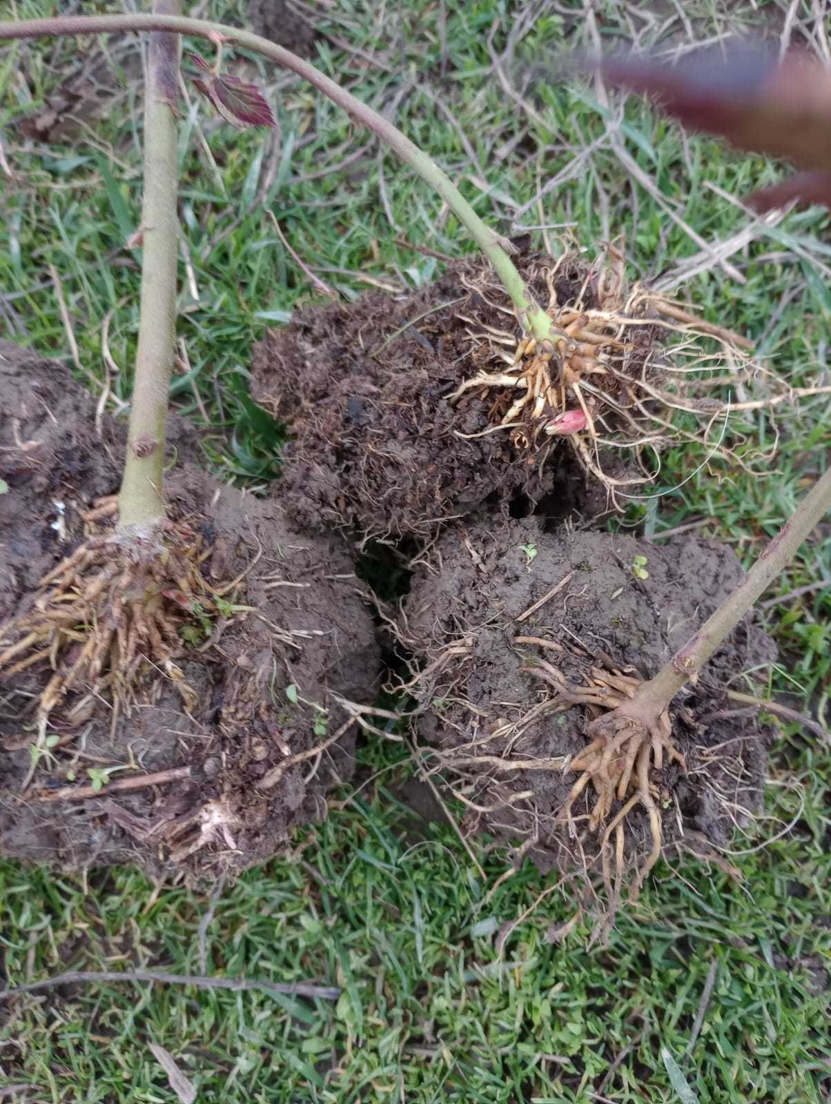 Butas de mure (soi NAVAJO, ecologici)