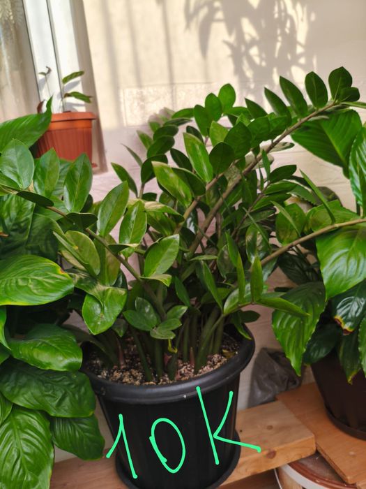 комнатные цветы