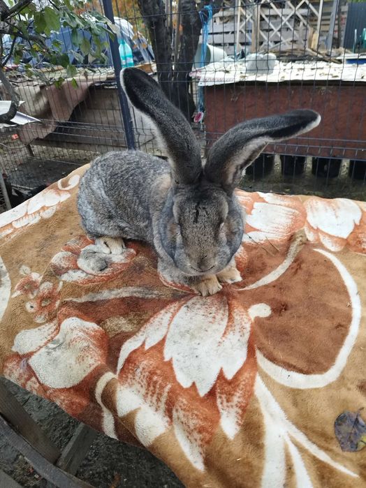 Urias German masculi si femele