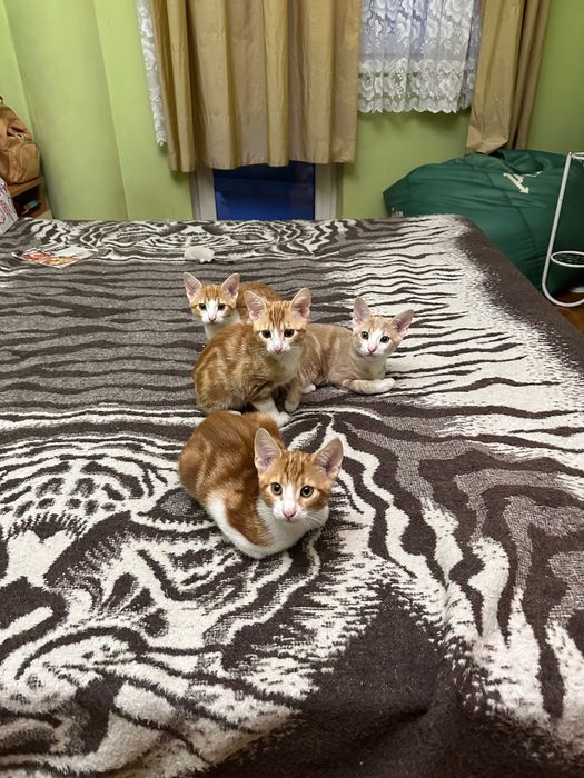 Котета родени на 01.07 си търсят дом!