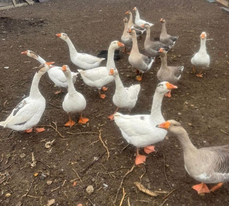 Продам домашних гусей . Үй қаздарың сатамын