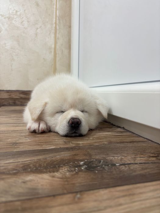 Кученце Акита Ину