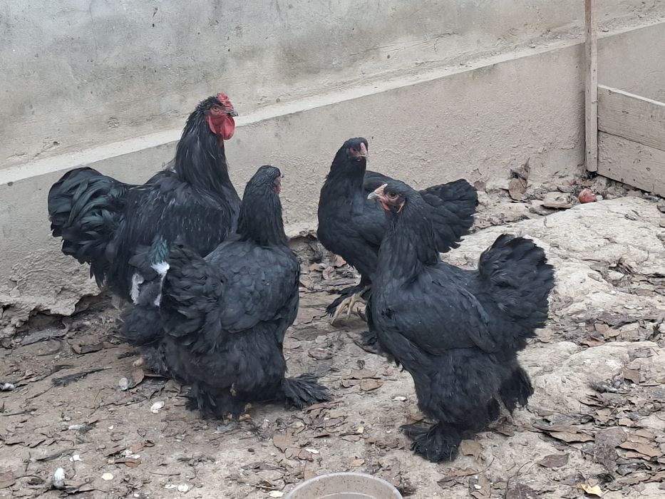 Брама товук ва хурози