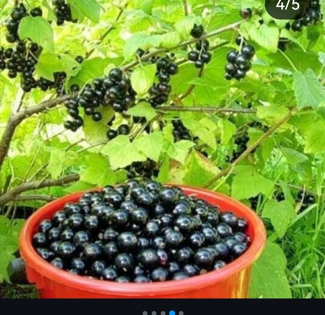 Продам домашнюю черную смородину