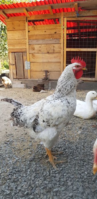 Vând rățoi și cocoși, de anul acesta.