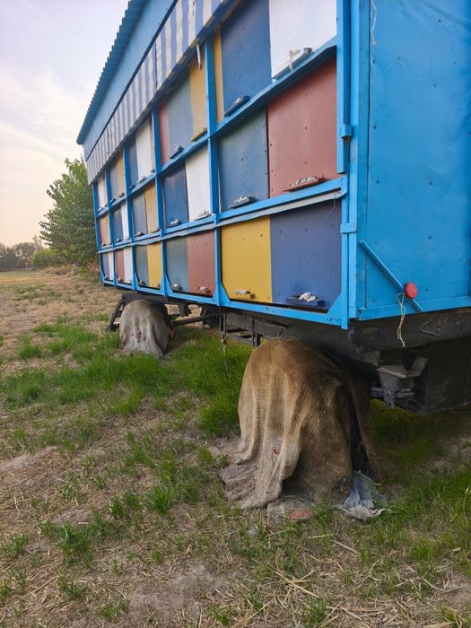 Asalari vagon sotiladi