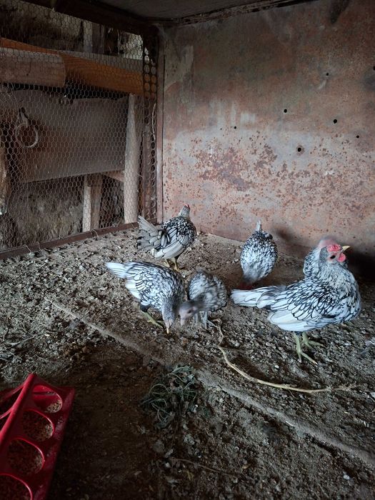 Продавам малки кокошйи зибрайт златни и сребърни