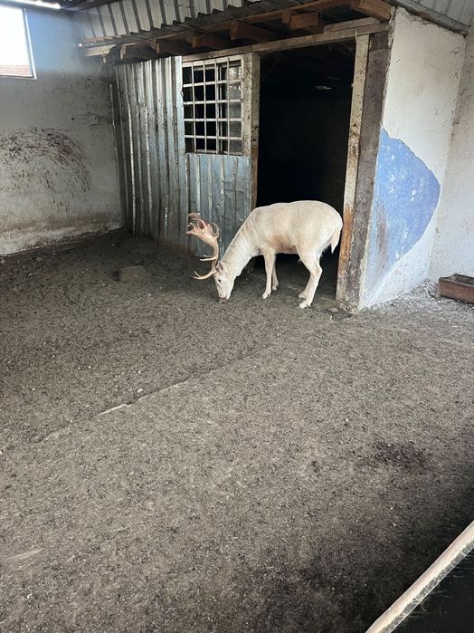 Продавам елени лопатари