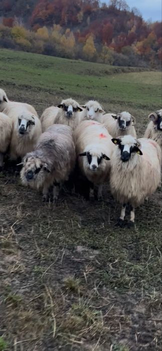 De vanzare 9 oii si un berbec pe ales