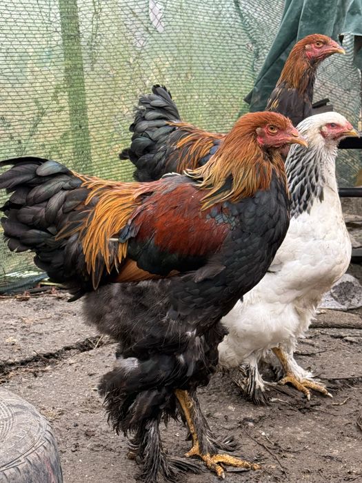 Cocosi brahma herminat deschis si potarnichiu