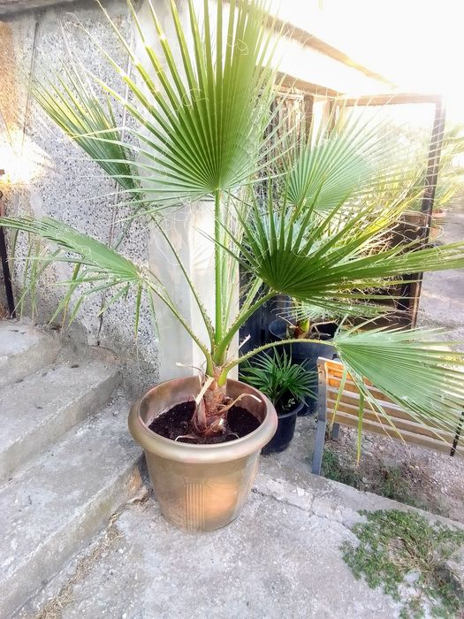 Палми Вашингтония