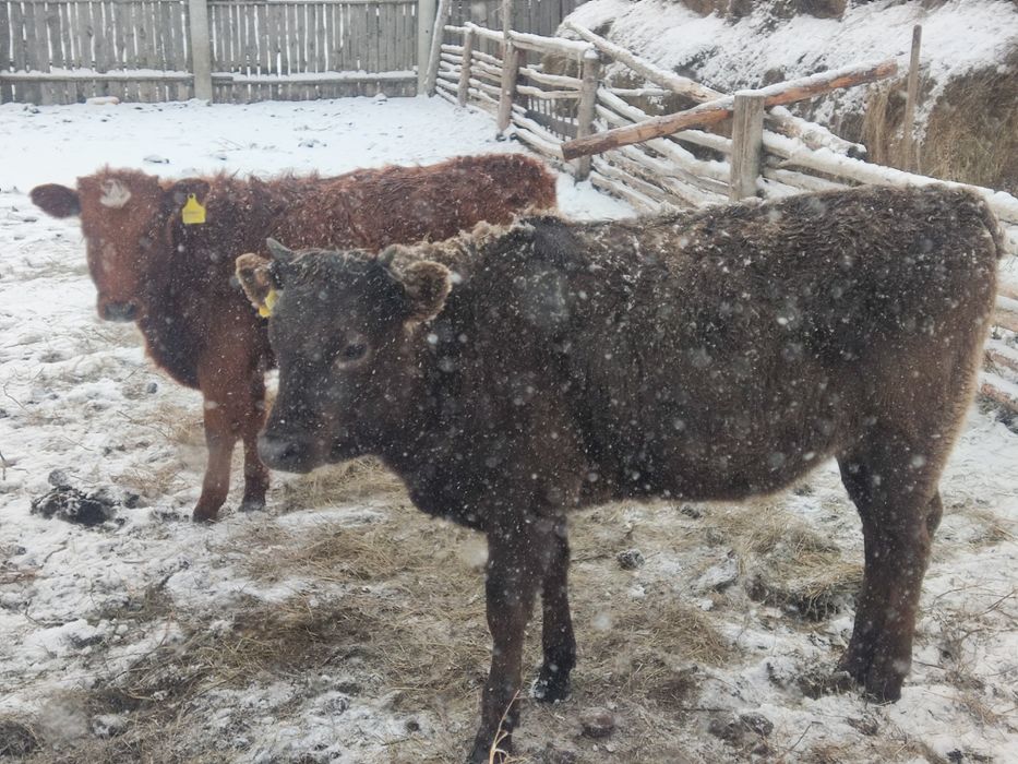 Продам телят бузау сатам