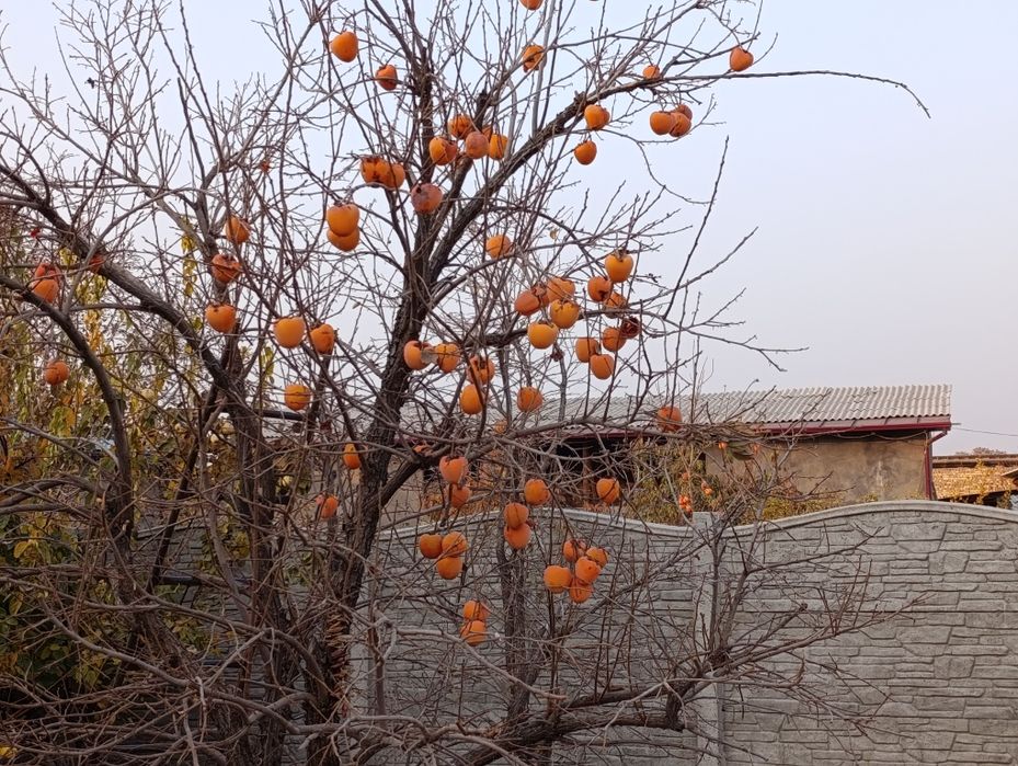 Uzo voxtgacha saqlasa boladgan xurmo ikki xil limon va shkoladniy