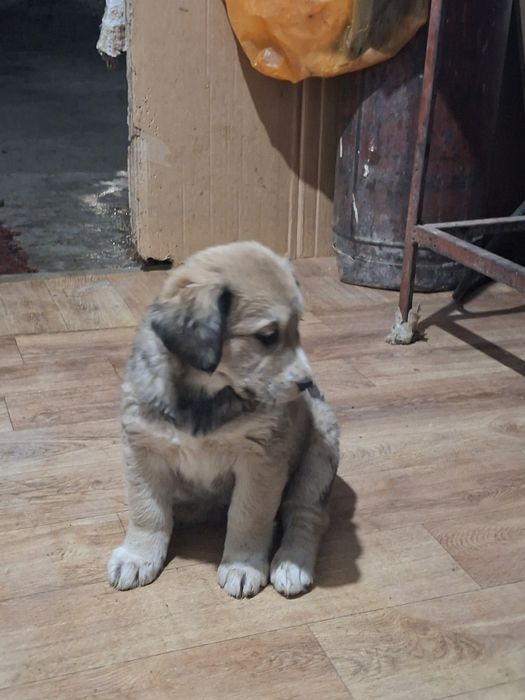 Малыши  пристраиваются,ждем звоночков